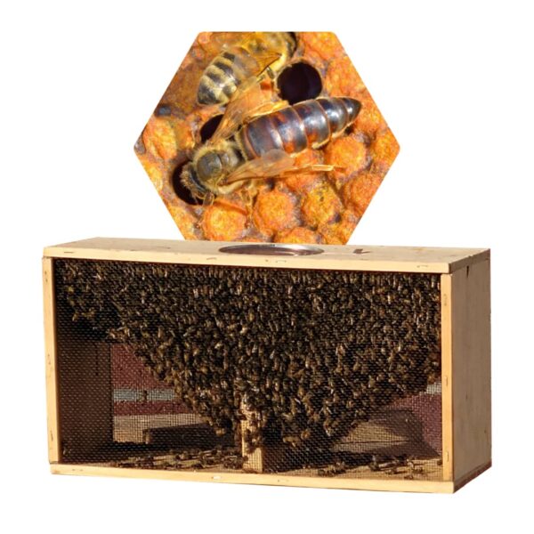 Russian Hybrid Package Bees