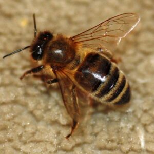 Caucasian Queen Bee
