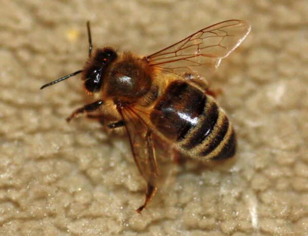 Caucasian Queen Bee