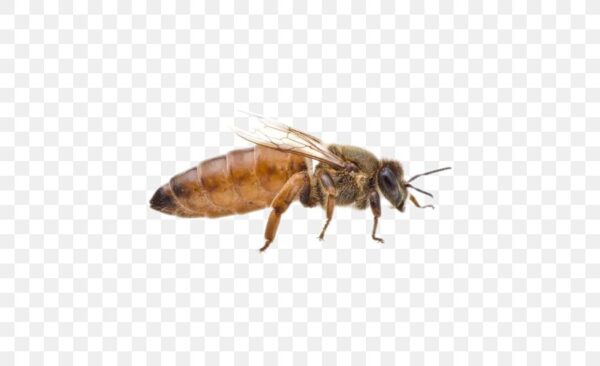 Italian Queen Bee