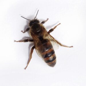 Carniolan Queen Bee